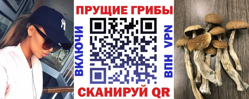 продажа наркотиков  Ступино  Псилоцибиновые грибы Psilocybine cubensis 